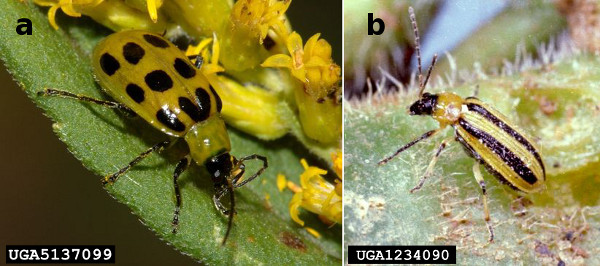 Figure 1. Western spotted cucumber beetle (Diabrotica undecimpunctata undecimpunctata) and striped cucumber beetle (Acalymma vittatum)