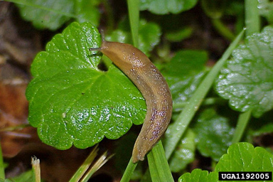 Dusky slug, Arion subfuscus