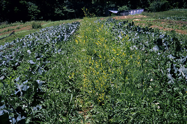 Broccoli in notill mulch invaded by Canada thistle