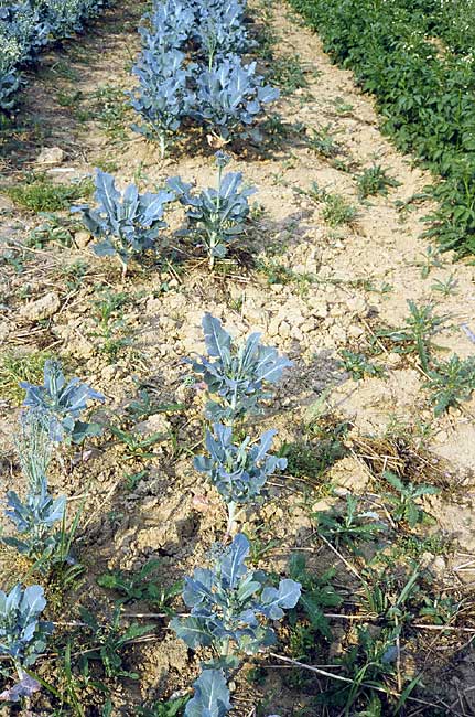 Canada thistle infestation in brassica crop - time to weed again