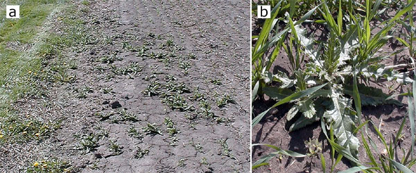 Canada thistle, Cirsium arvense, spreading vegetatively