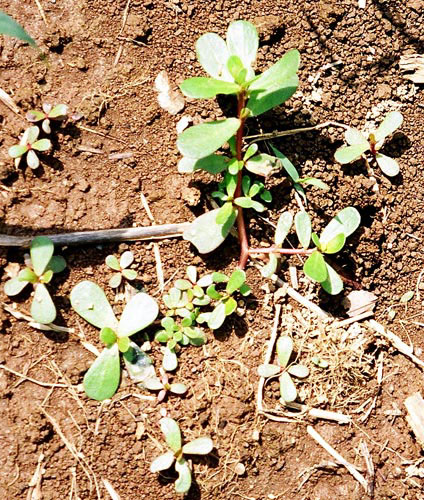 Common purslane, Portulaca oleracea