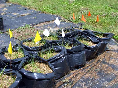 AM inoculum production bags with newly transplanted bahiagrass