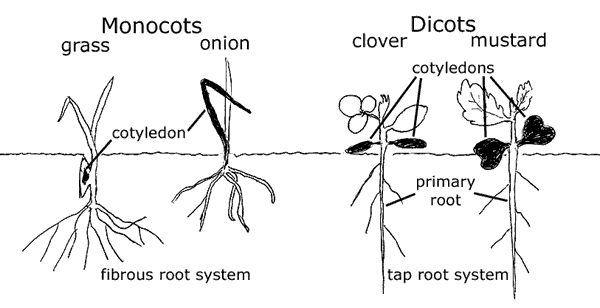 Monocots vs dicots