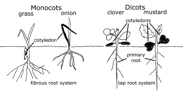 monocot plants list