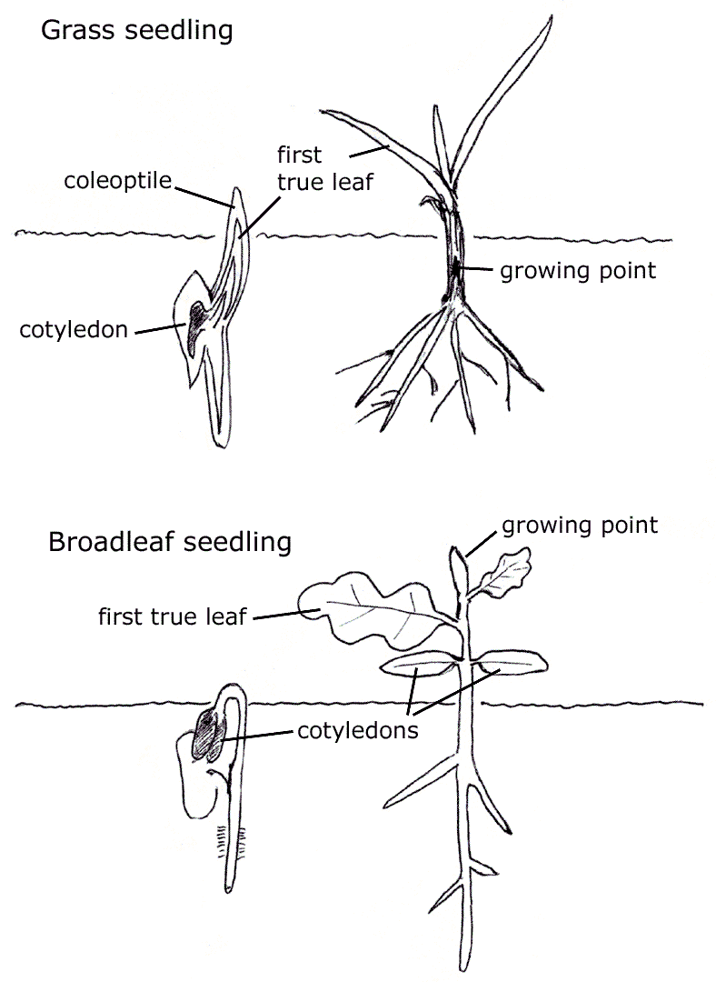 Monocot vs. dicot seedling structure