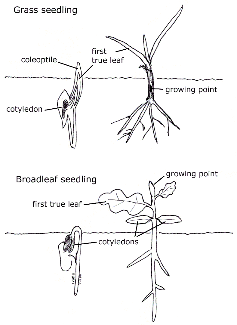 Monocot Plant Diagram