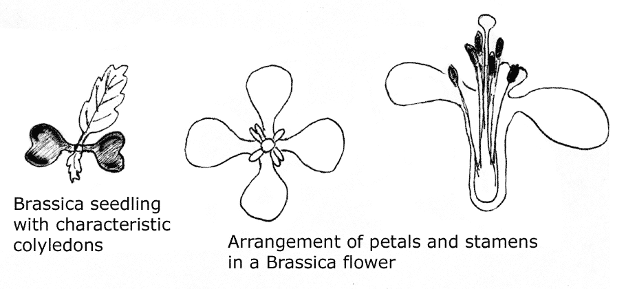 Mustard seedling and flower