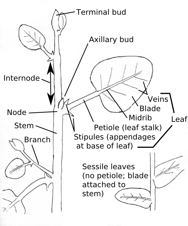 Structure of broadleaf plants