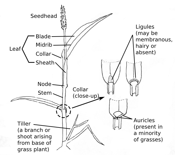 Structure of grass plants