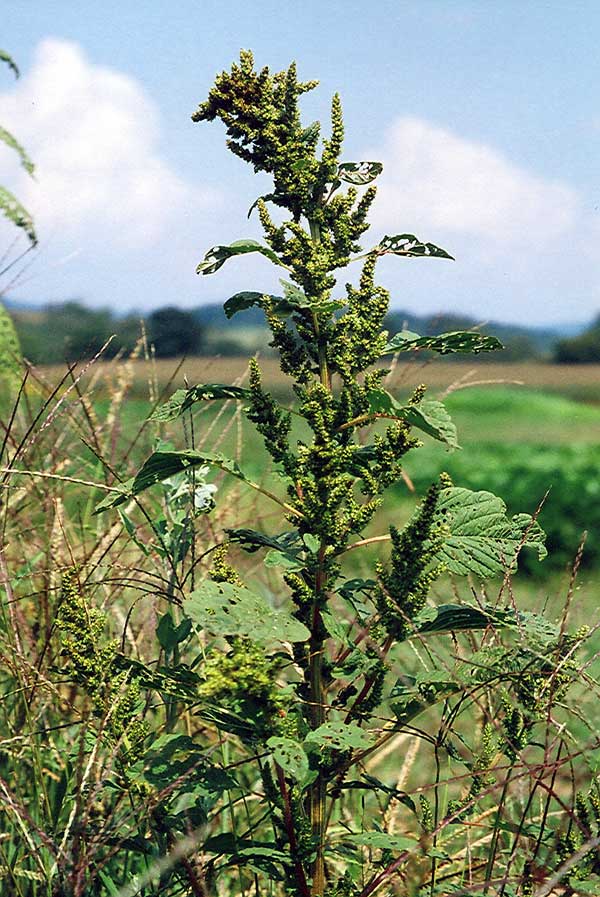 Mature pigweed seedhead