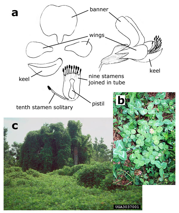 legume flower structure; white clover; kudzu