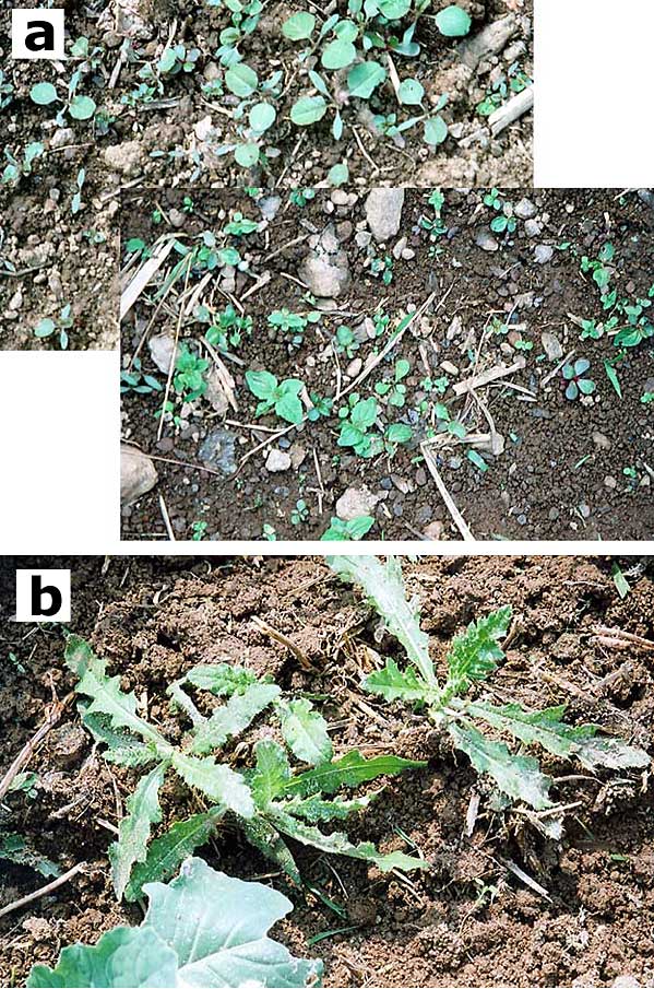 Emerging summer weed flora: germinating seeds vs. sprouting Canada thistle root fragments