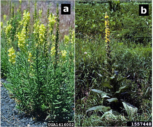 yellow toadflax and common mullein