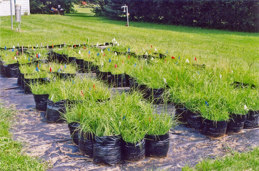 On-farm production of AM fungal inoculum using Bahiagrass