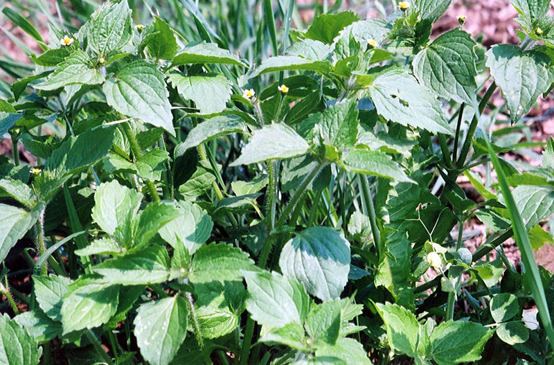 Hairy galinsoga, Galinsoga ciliata