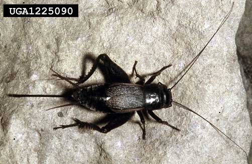 Field cricket, Gryllus pennsylvanicus