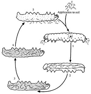Life cycle of insect-parasitic nematodes