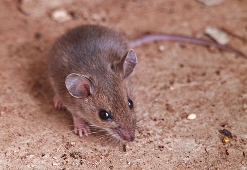 Deer mouse, Peromyscus maniculatus