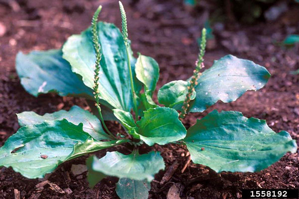 Common plantain, Plantago major L.