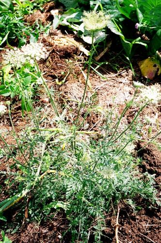 Queen Anne's Lace (Daucus carota)