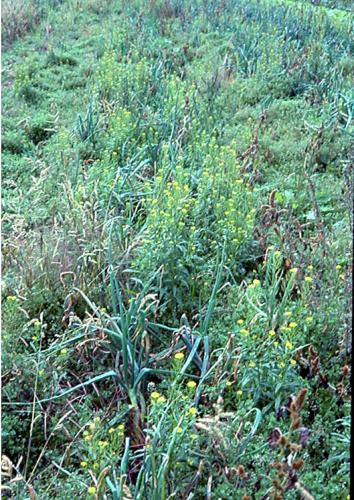An Ecological Understanding of Weeds