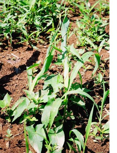 Hedge bindweed (Calystegia sepium) in sweet corn (Zea mays)