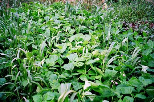 Giant foxtail (Setaria faberi) in snap beans (Phaseolus vulgaris)