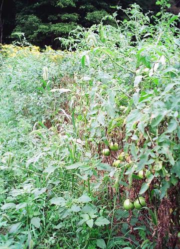totatoes with leaves lost to fungal foliar disease