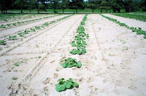 Weeds emerging in wide interrow space of young squash planting