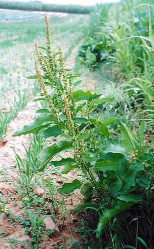 Broadleaf dock (Rumex obtusifolius)