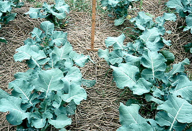 Brocolli growing in a weed-free mulch of rye and vetch
