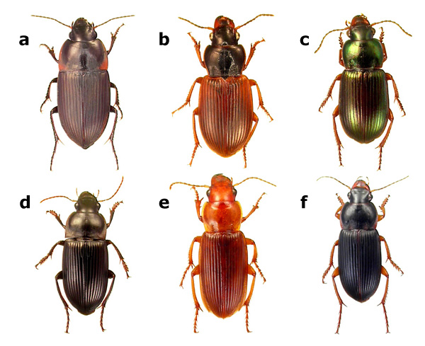 Carabid weed seed predators