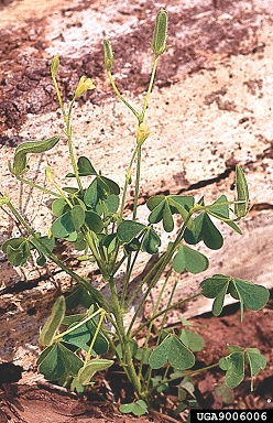 Common oxalis, 