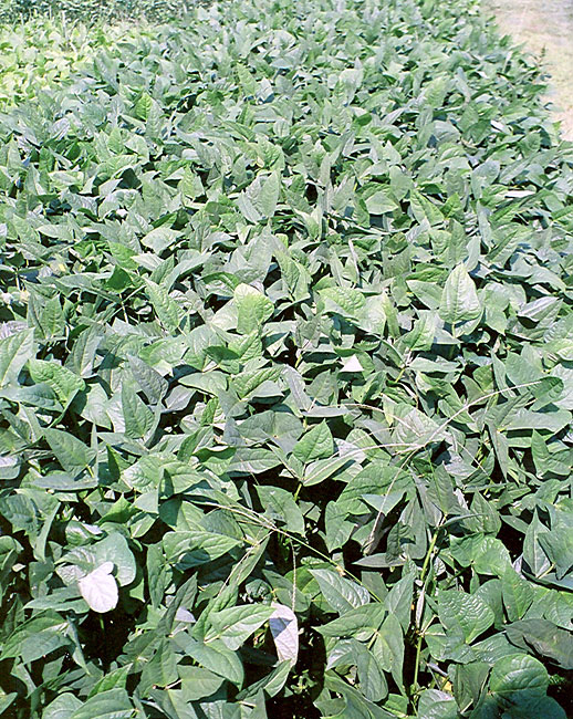 Dense cowpea canopy overcomes weed pressure