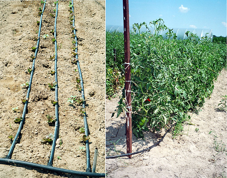 drip irrigated lettuce and tomatoes