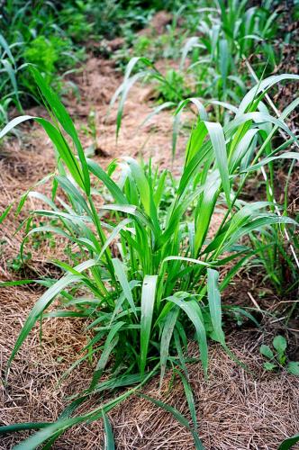 Giant foxtail (Setaria faberi)