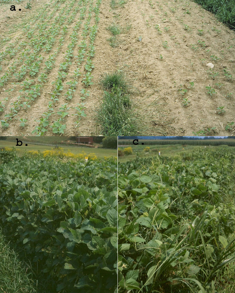 Good vs poor soybean quality