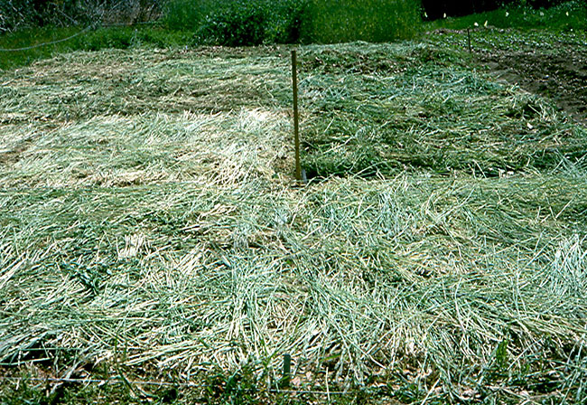 Hand-sickled cover crop