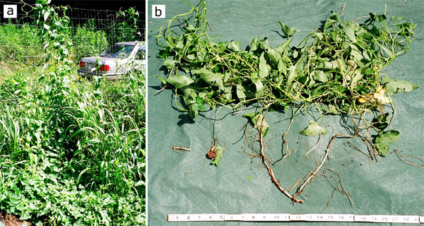 Hedge false bindweed, Calystegia sepium