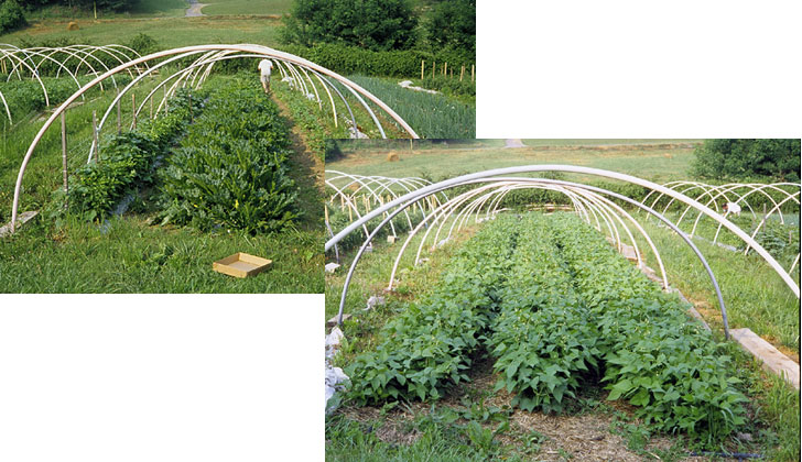 Beans and squash started under row covers on hoops
