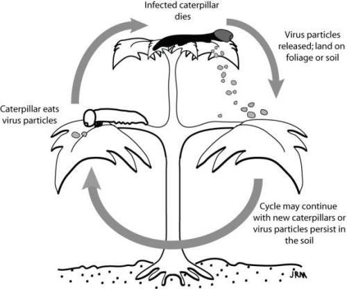Generalized life-cycle of insect viruses.