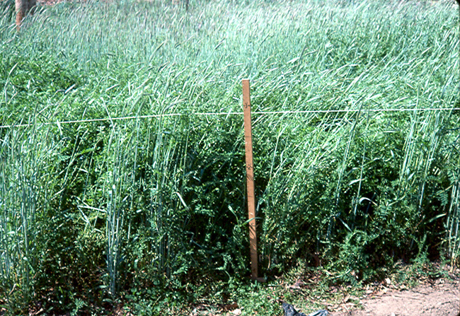 Mature winter rye - hairy vetch cover crop