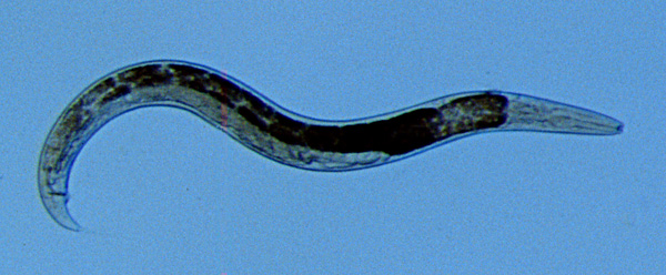 What Can I Do About Nematodes?