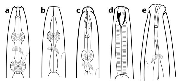 Nematodes  Agriculture and Food