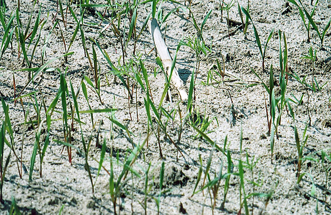 Newly emerging rye-vetch cover crop