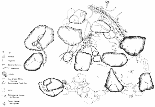 Idealized view of a highly structured community of a grassland soil. ©1988 Wiley-Blackwell.