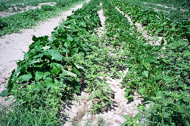 Pigweed in summer squash