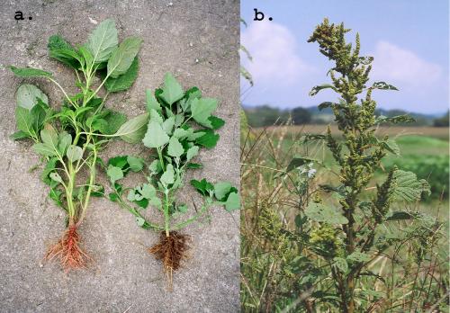 Redroot pigweed (Amaranthus retroflexus) and lambsquarters (Chenopodium album)