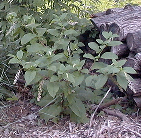 American Pokeweed, Phytolacca americana L.